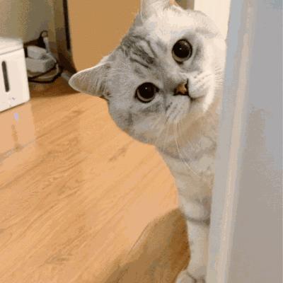 与陌生的猫接触,两只不认识的猫咪相遇会发生什么