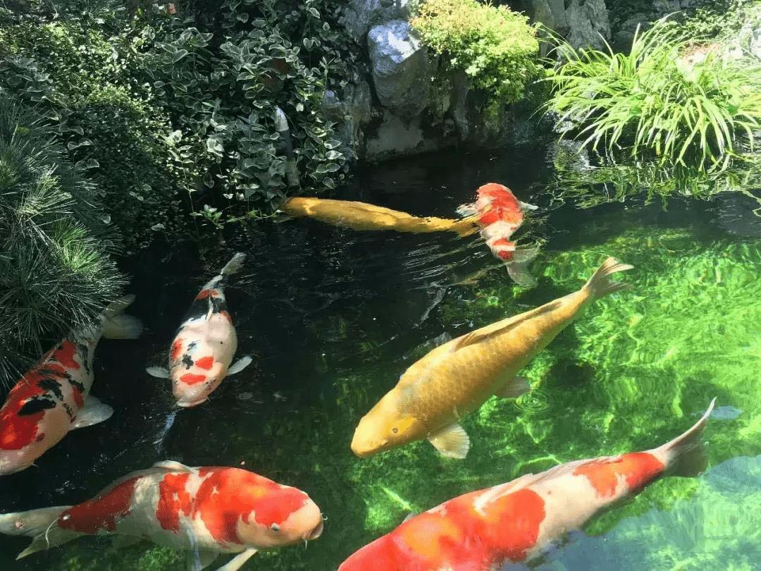 锦鲤鱼池下过滤池底粪便如何清除,锦鲤鱼池过滤系统十大注意事项