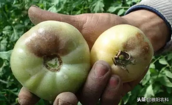 治疗霜霉病为什么要用晚疫病的药,霜霉病疫病的最佳治疗方法