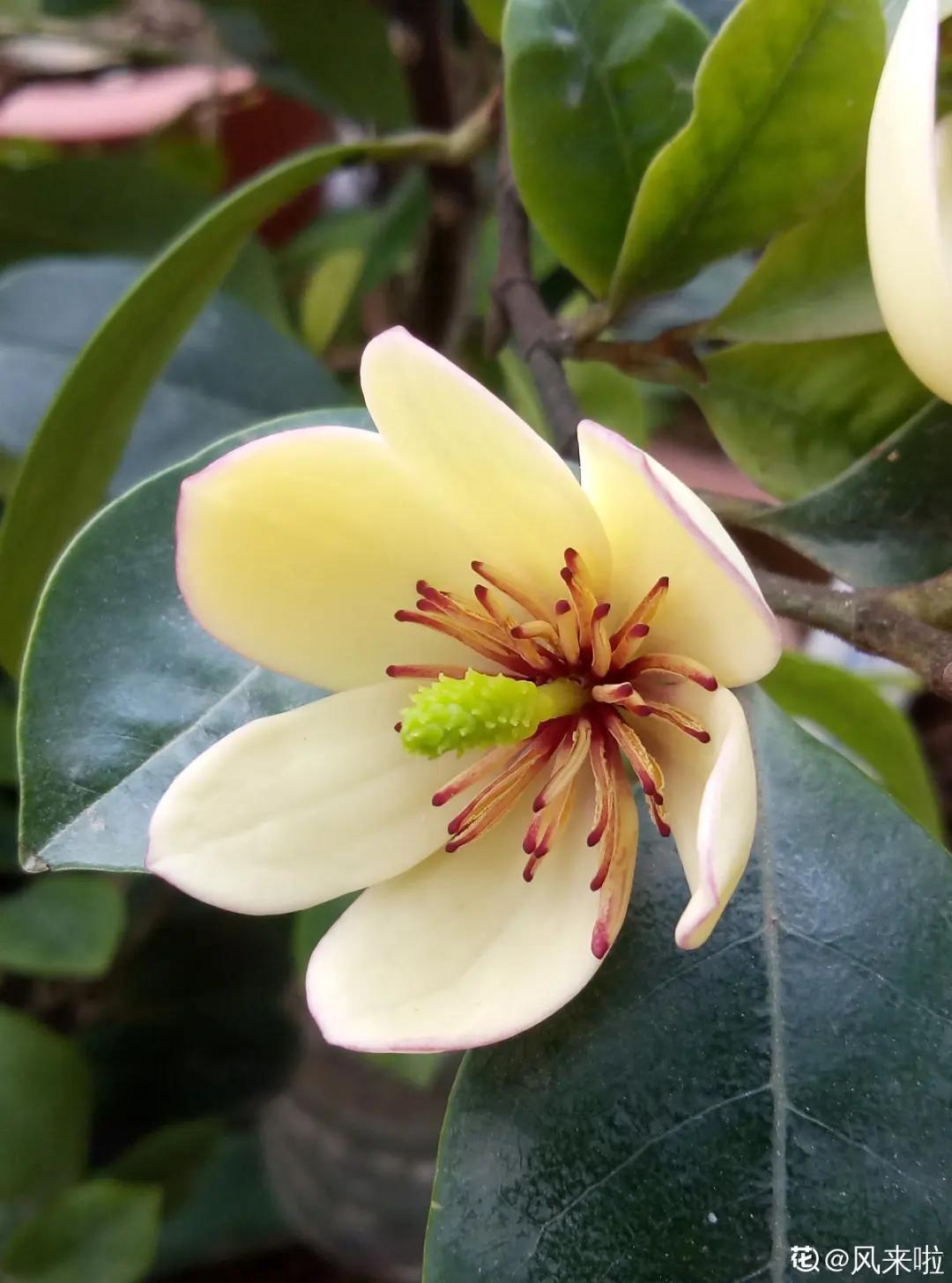 春天开的花有哪些常见又漂亮,十大名花在春天开的有哪些
