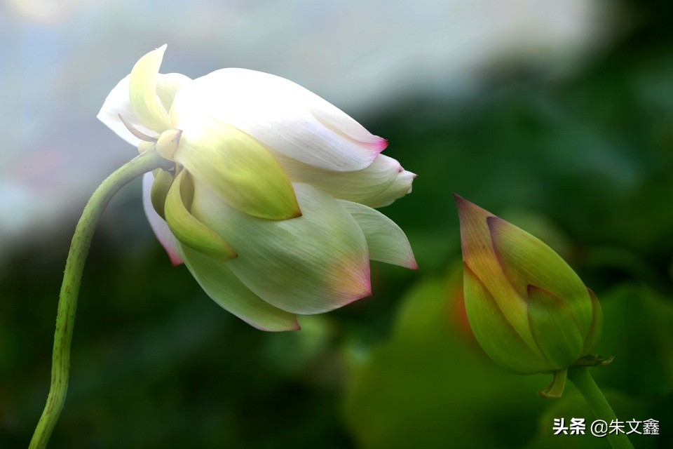 芜湖赏荷花,芜湖赏荷花好去处推荐