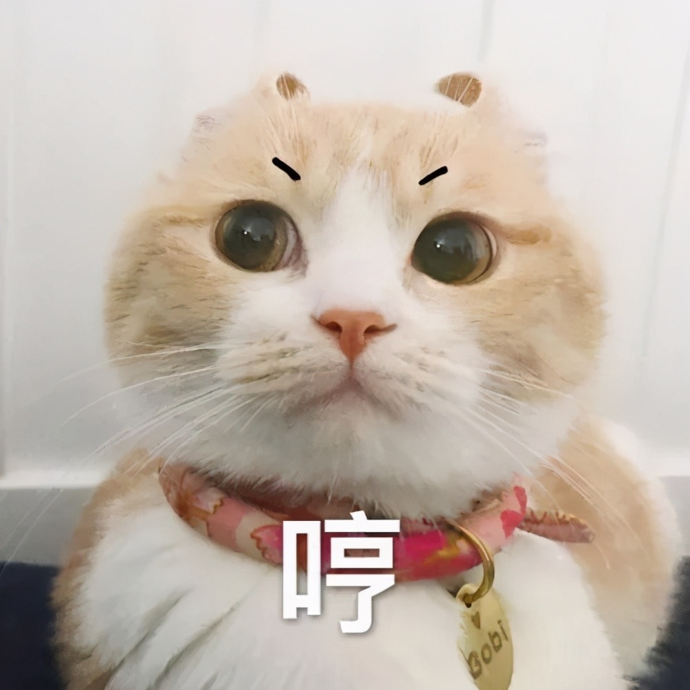 教你几招纠正猫咪坏习惯,猫咪犯错了该怎么打