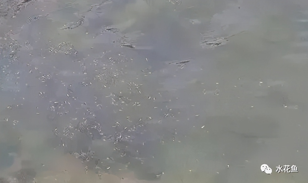 鱼苗白尾什么原因,鱼苗白嘴病的治疗