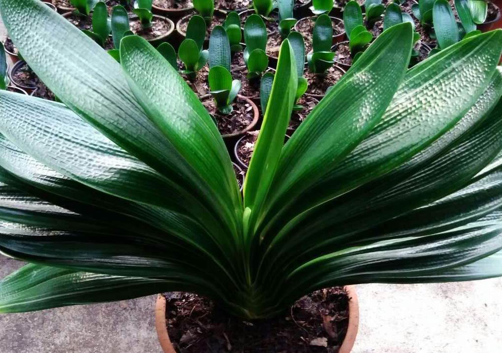 东北君子兰炒作事件,八十年代炒作君子兰