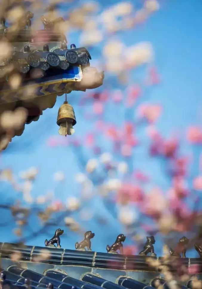 闻香寻梅最新图片,闻香寻梅最新视频