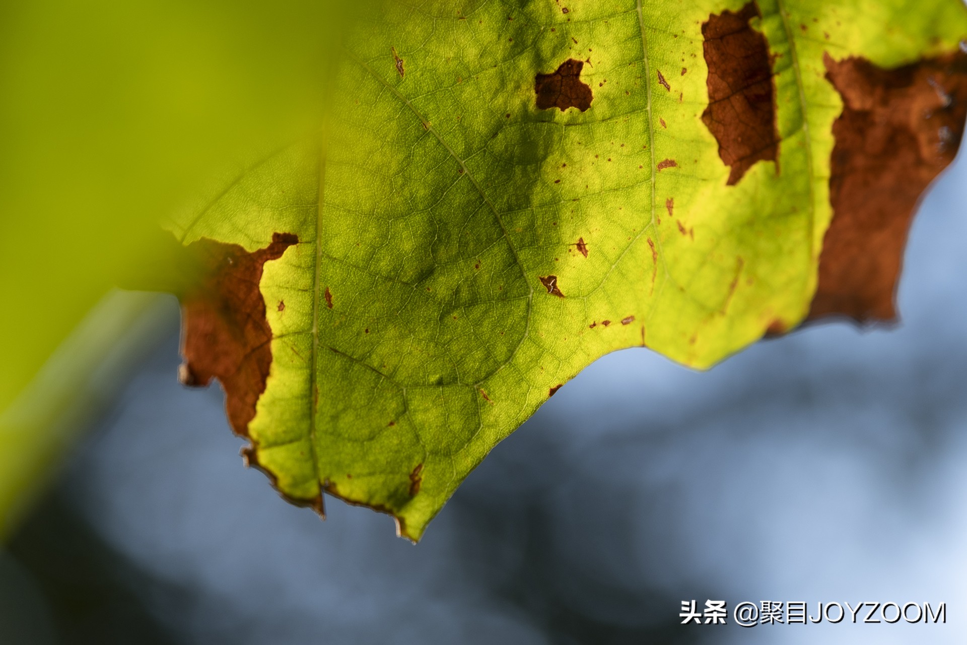 富士xf30mmf2.8微距镜头评测,富士xf16-80与xf18-55镜头对比