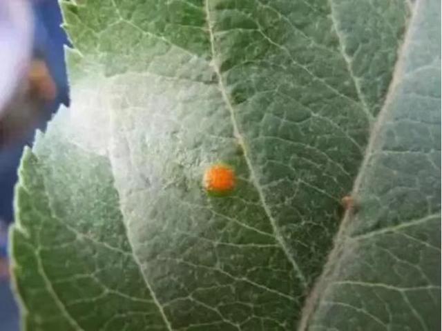 苹果锈病正在大面积发生,这样防治轻松搞定!