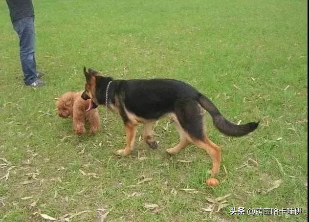 狗在家里闹怎么办,我家狗在外边流浪了两个月