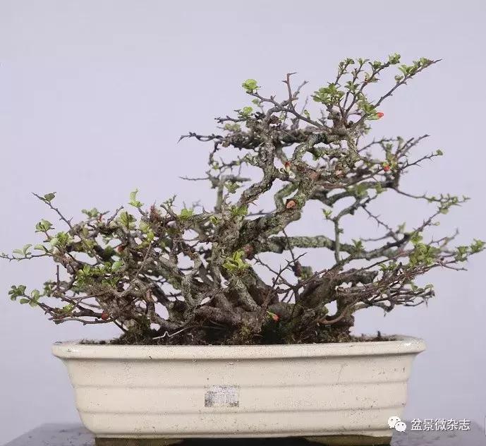 日本精品微型盆景介绍,日本盆景与中国盆景树种比较