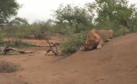 狮子发现一只小鬣狗,小鬣狗被带出洞穴