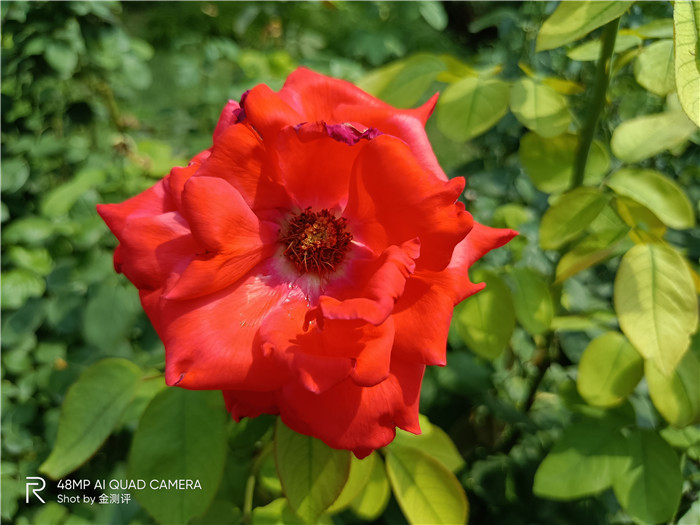 realme真我v5是5g手机吗,realme真我v5是不是全面屏