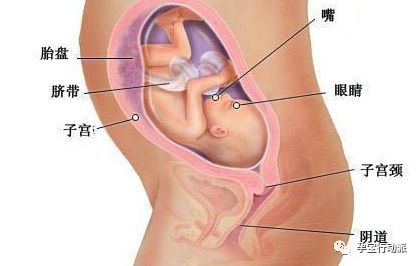 孕期周刊  第二十七周