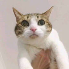 睡前尿频多梦,睡前尿频怎么回事