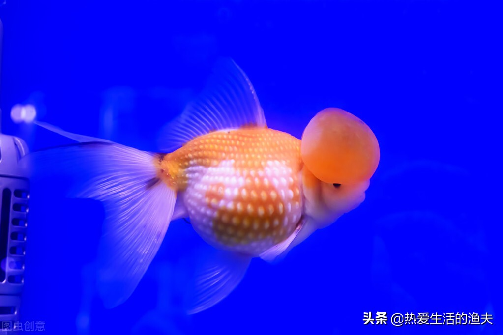 为啥买回来的金鱼不生小鱼,为什么刚买回来的金鱼不动