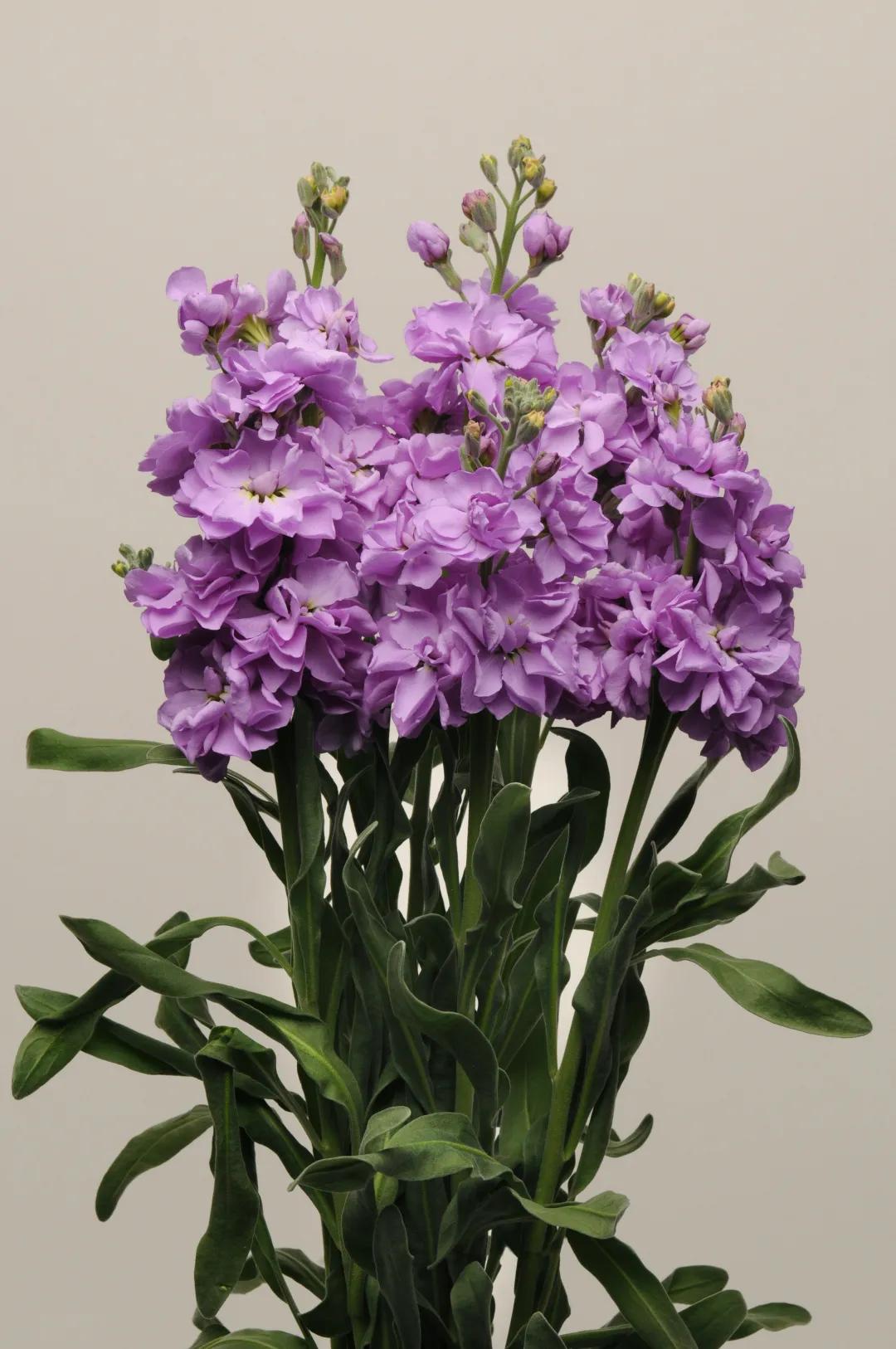 紫罗兰凯斯系列来了！早花百搭带芳香，轻松实现你的切花自由梦