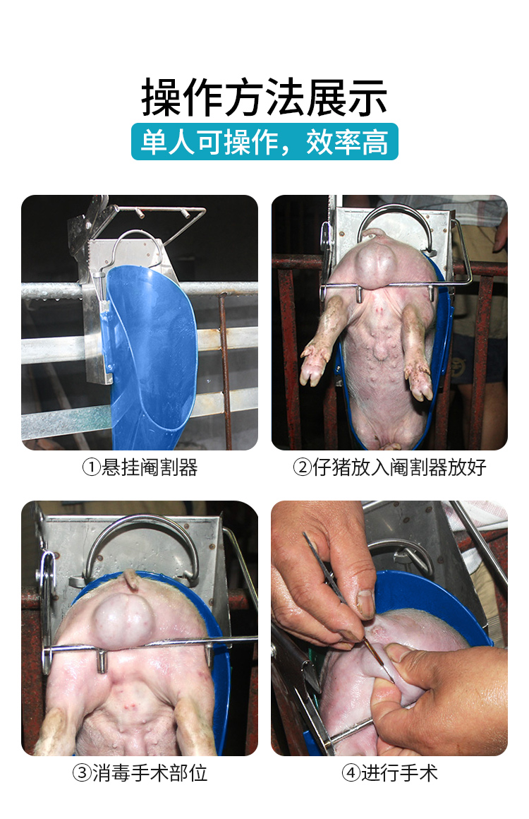 养猪阉割及术后禁忌,跟着学实用
