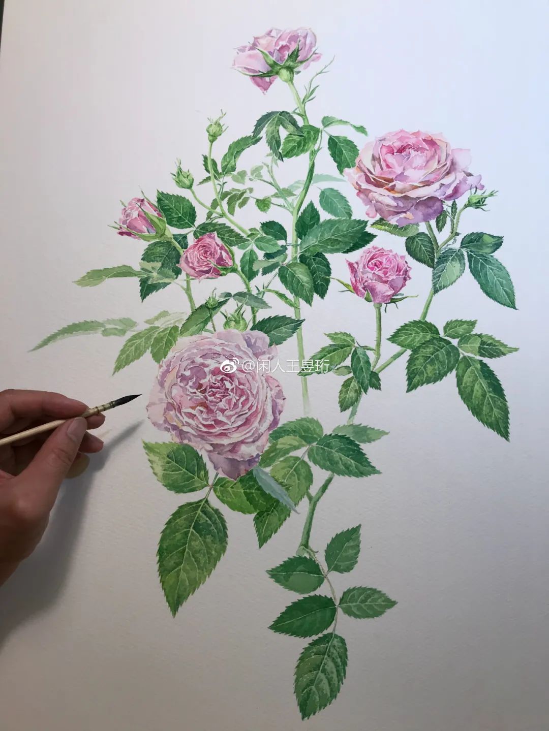 最强大脑王昱珩清华毕业后不上班,王昱珩上学经历