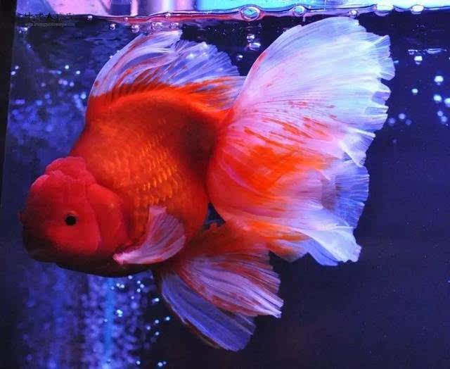 新手养金鱼哪种金鱼最好养,金鱼种类和饲养难度