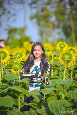 柬埔寨波贝不止有“菠菜”，还有美女和花海