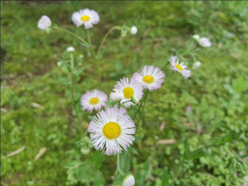口语交际名字里的故事三年级,丫丫求学系列