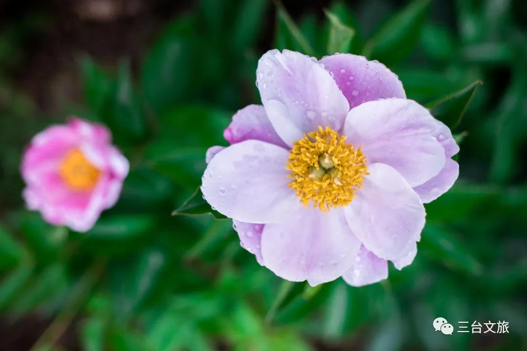 泉城公园芍药花开娇艳欲滴赛牡丹,含苞待放的芍药花娇艳欲滴