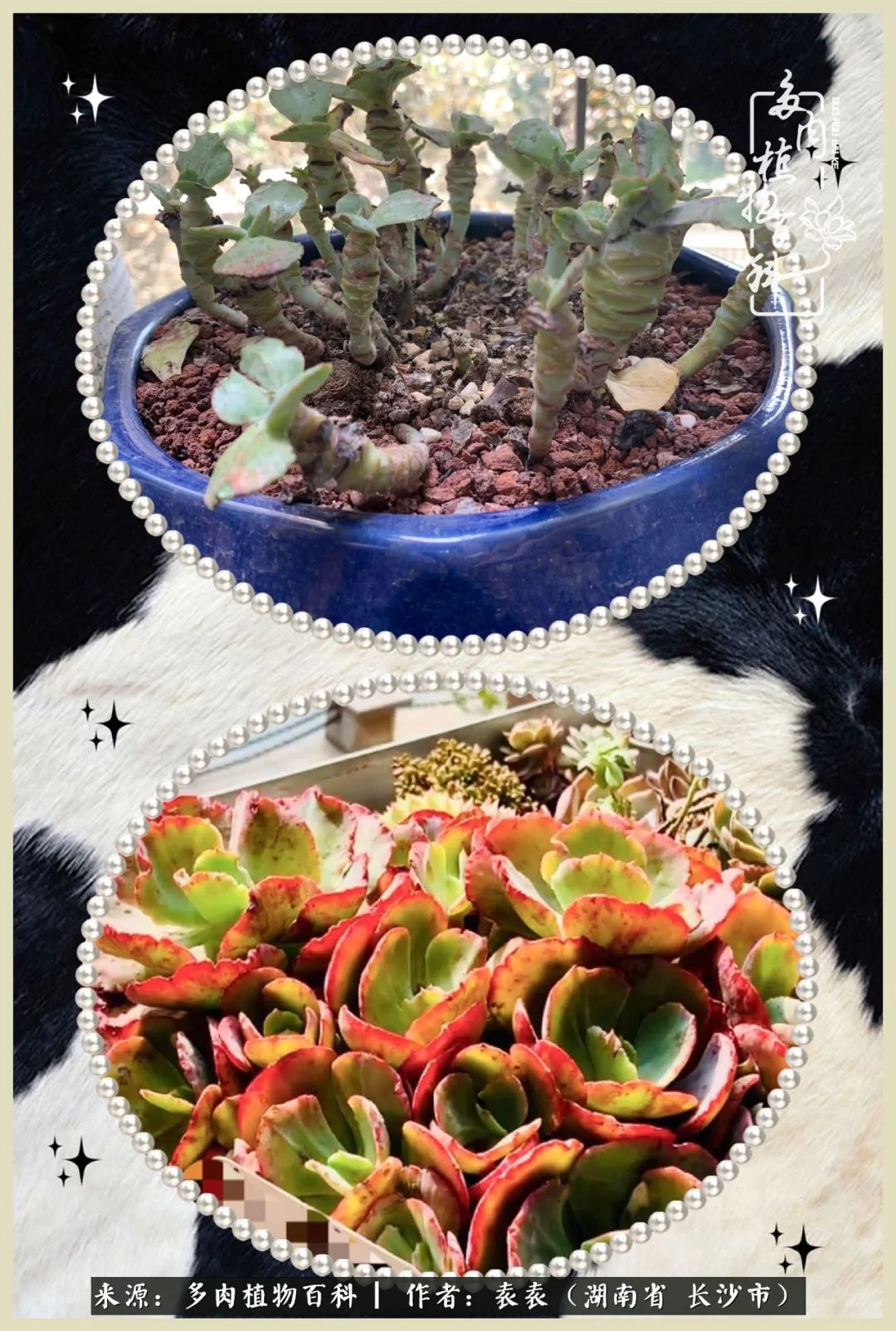 栽花种草的岁月，万物生长之阴晴圆缺