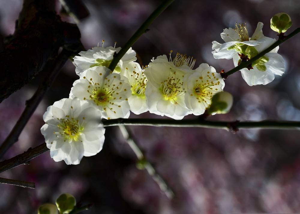 中药绿萼梅玫瑰花,中药材绿萼梅的别名