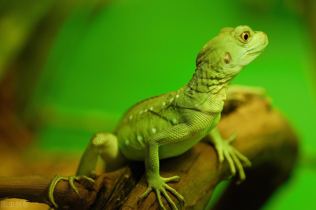 俗称臭大姐的虫子是益虫还是害虫,狗婆蛇是保护动物吗