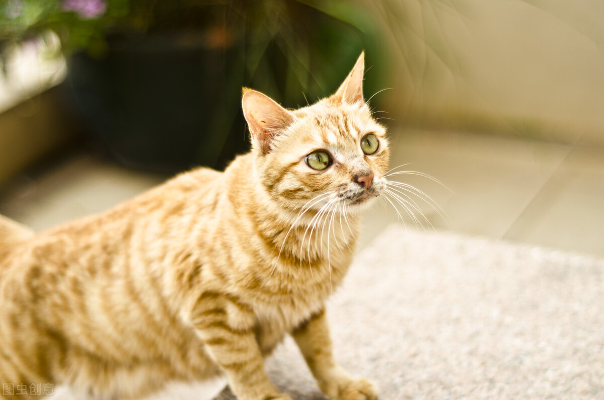 猫咪吐黄水带泡沫,猫咪一天吐七八次黄水
