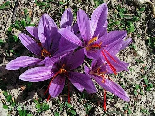 马博士的深度讲解,藏红花的中药故事