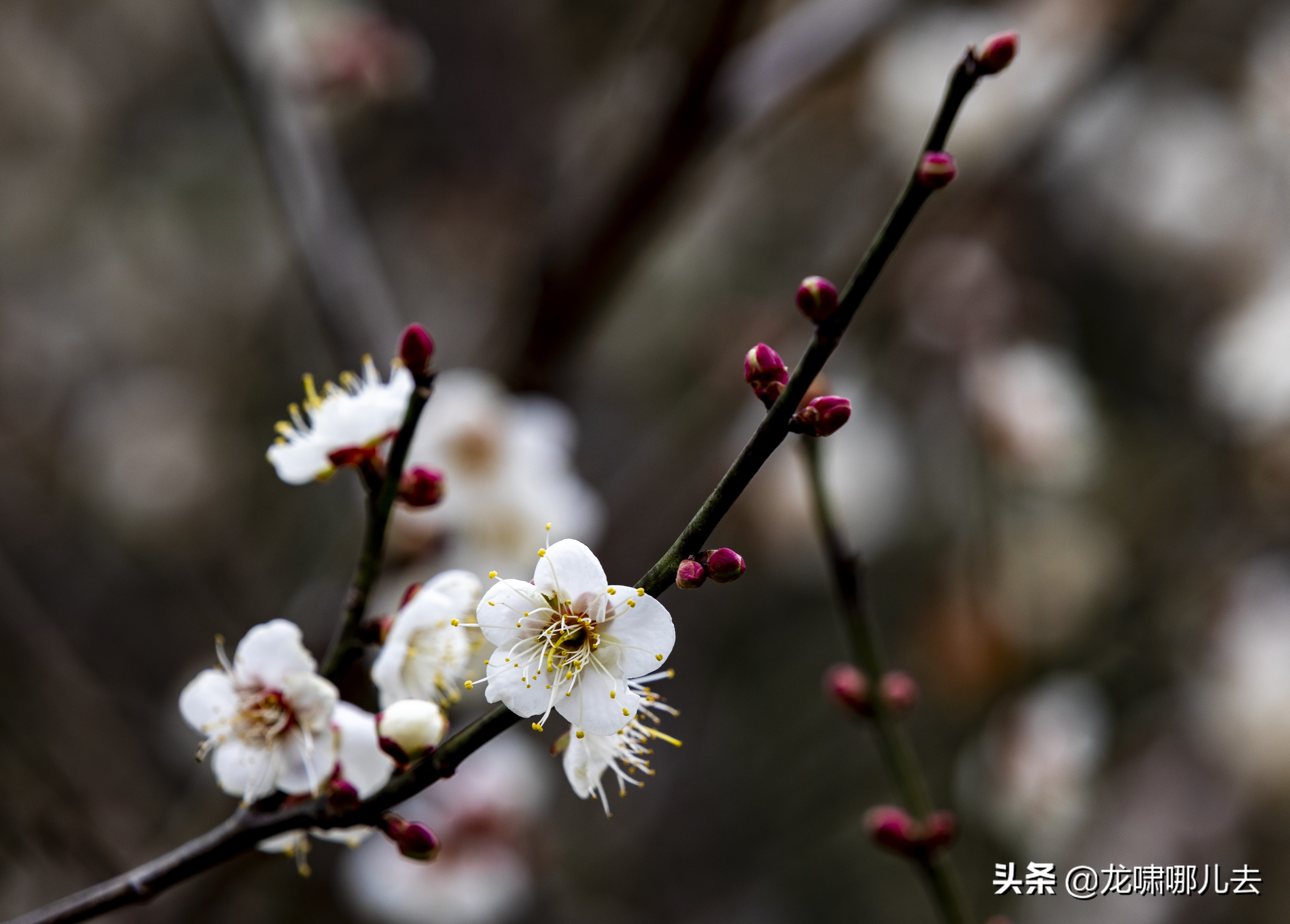 梁化梅园梅花观赏最佳时间,惠州梁化梅园看梅花时间