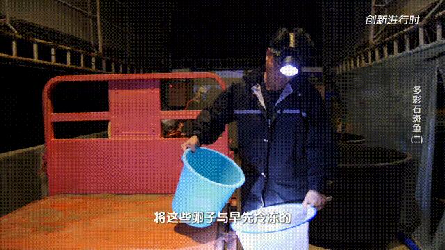 一条石斑鱼,一条石斑鱼一碗白饭