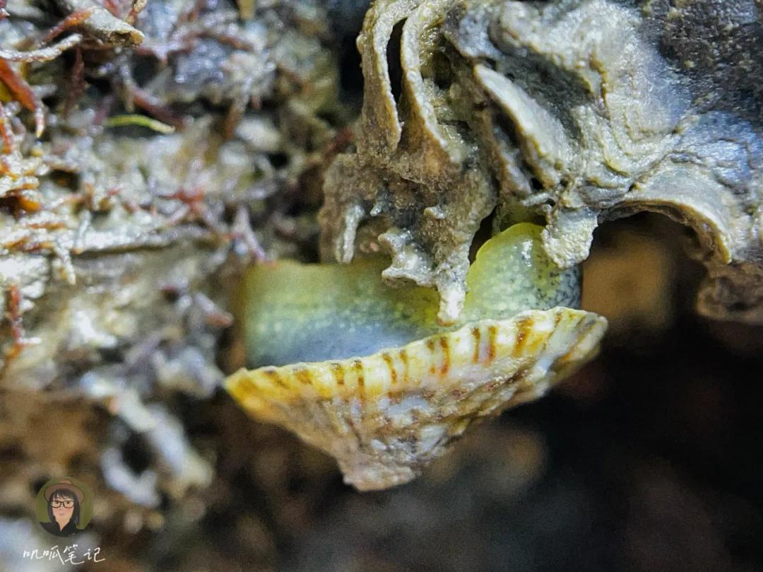 鼓浪屿赶海抓虫,鼓浪屿赶海佛手螺