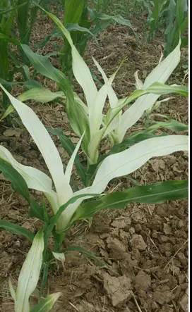 玉米苗叶片有黄条,玉米苗叶片发白原因及防治方法
