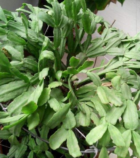 仙人指盆栽怎么养护,仙人指花苞期浇水施肥