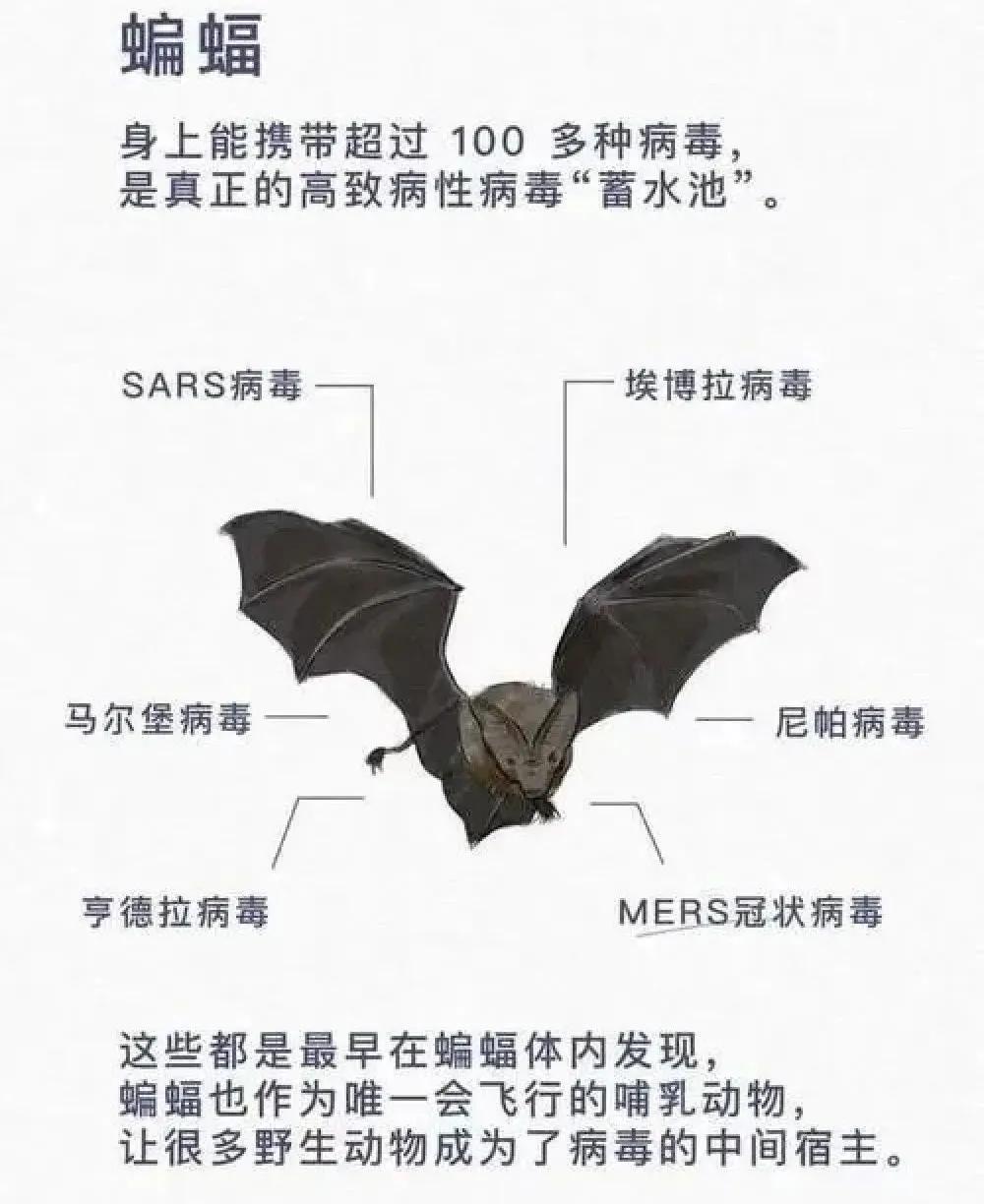 钦州动物园有何野生动物,哪些动物属于野味