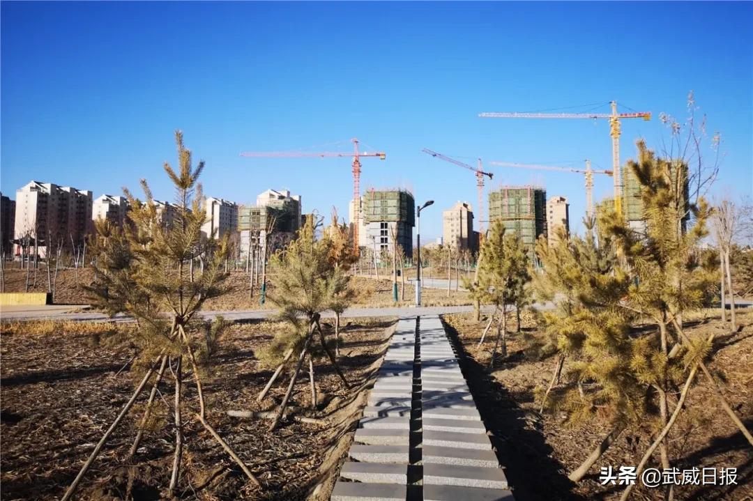 嘘！听说武威有棵树，四个人都抱不住