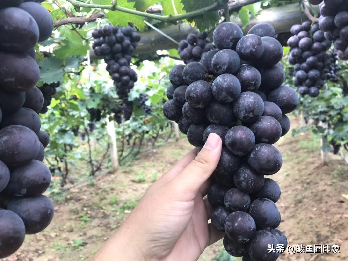 鲅鱼圈葡萄热卖,营口鲅鱼圈葡萄种植