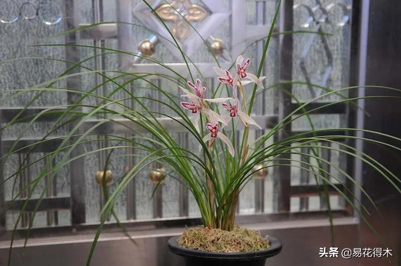 兰花原种老苗是什么,兰花组培和原种有什么区别