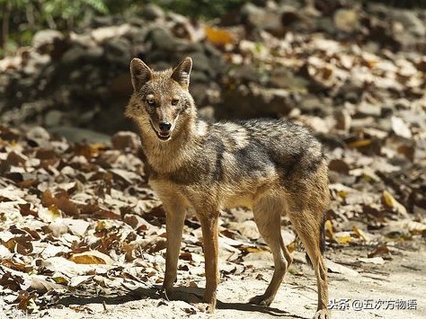 不同的犬科动物之间有生殖隔离吗,犬科动物都没有生殖隔离