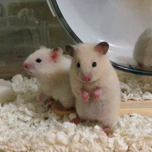 仓鼠不小心掉进老鼠洞里了,仓鼠不小心被笼子夹到怎么办