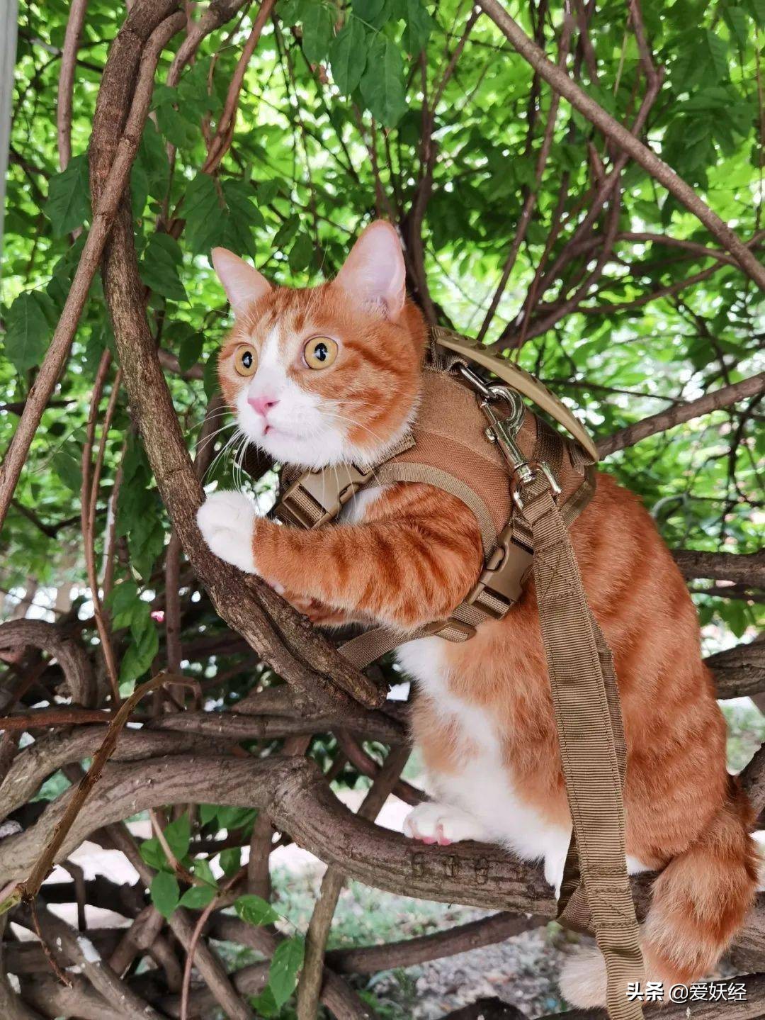 软便精有救了？干了这碗粮，养胃又护肠