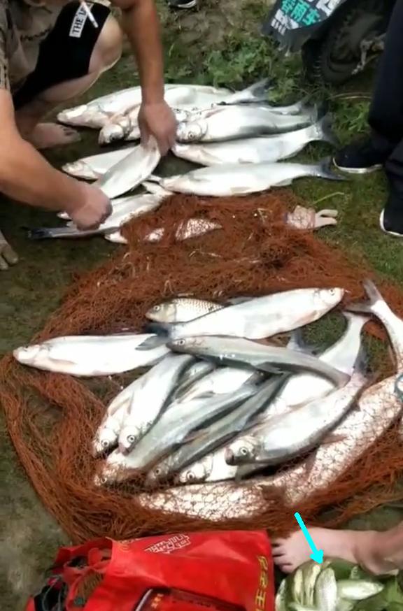 翘嘴泛滥成灾邀请各地钓友,水库开闸放水引来捞鱼大军