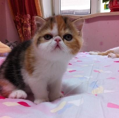 加菲猫有什么毛色,加菲猫有哪些毛色