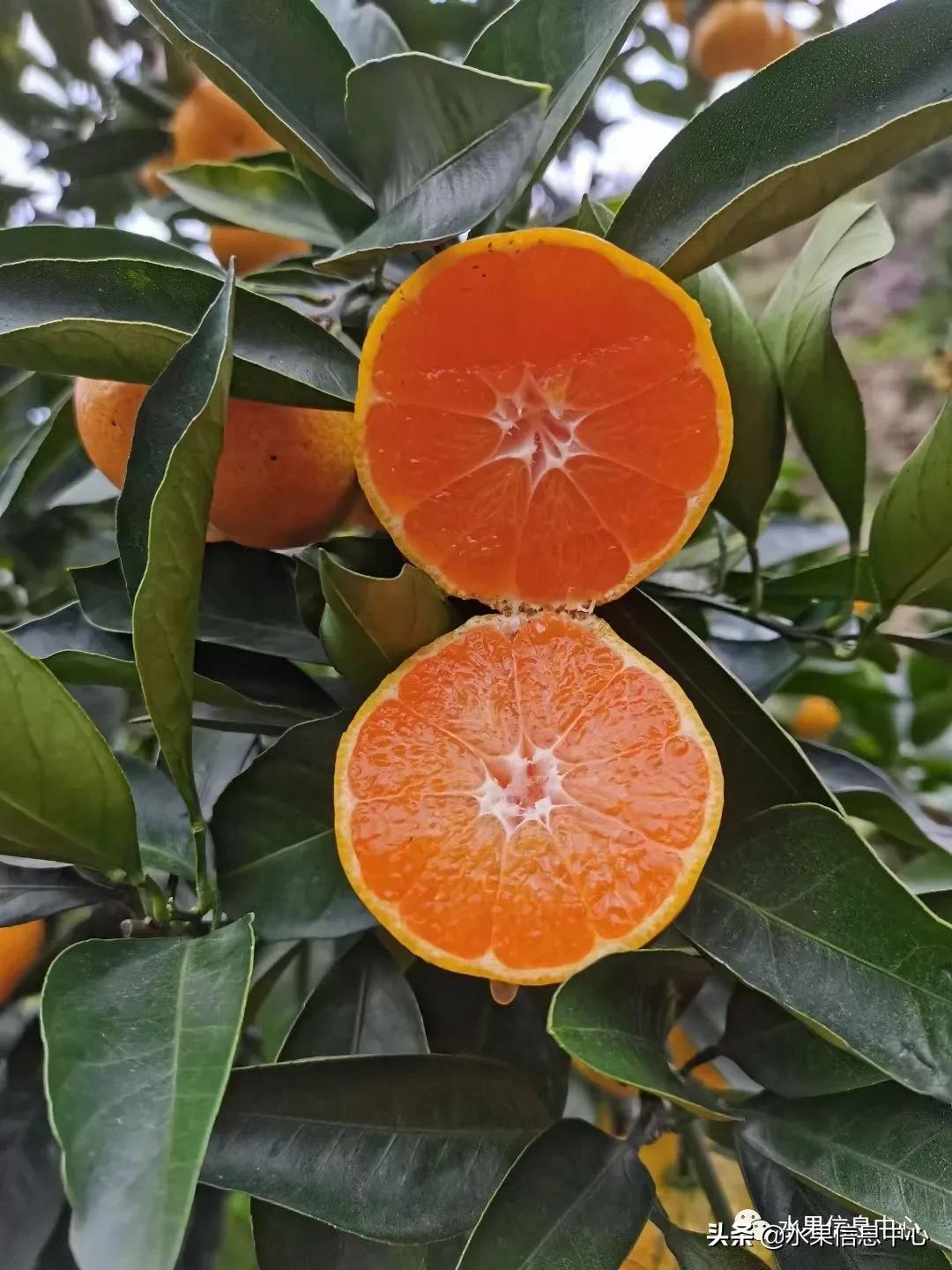 我国柑橘产区分布,柑橘产地行情