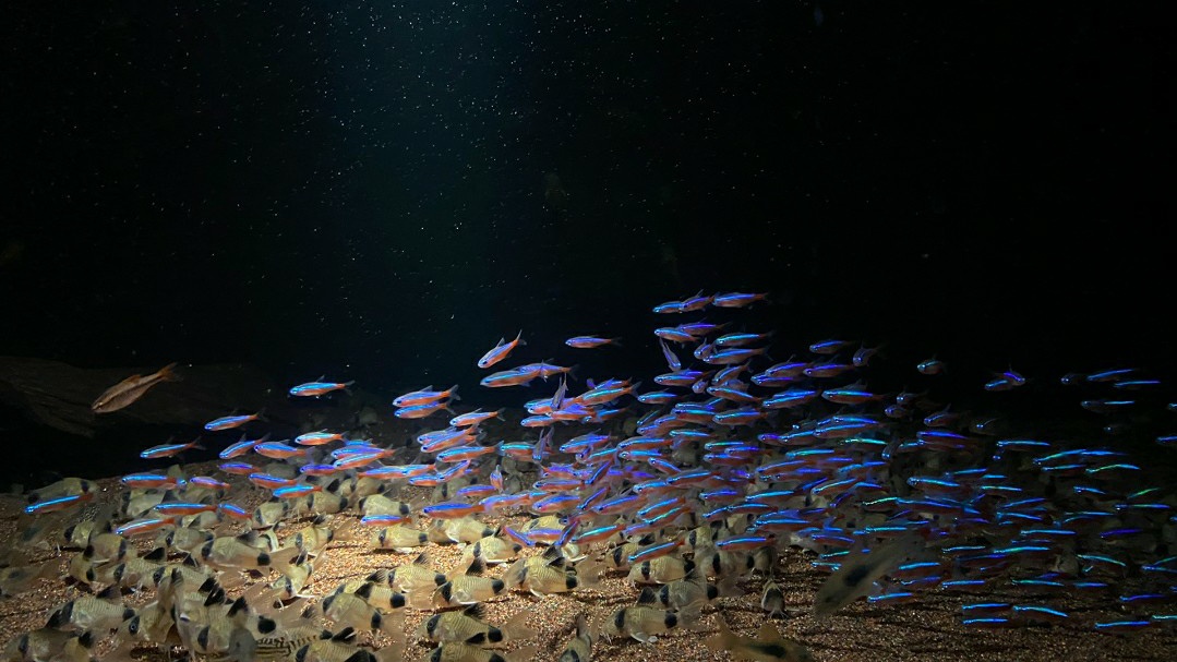 红绿灯鱼饲养方法及注意事项,养红绿灯鱼的注意事项