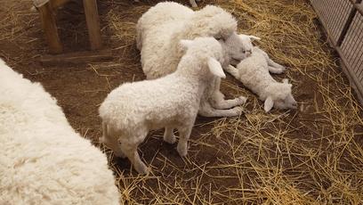 skp南馆和北馆优点和缺点,逛skp要花多少钱