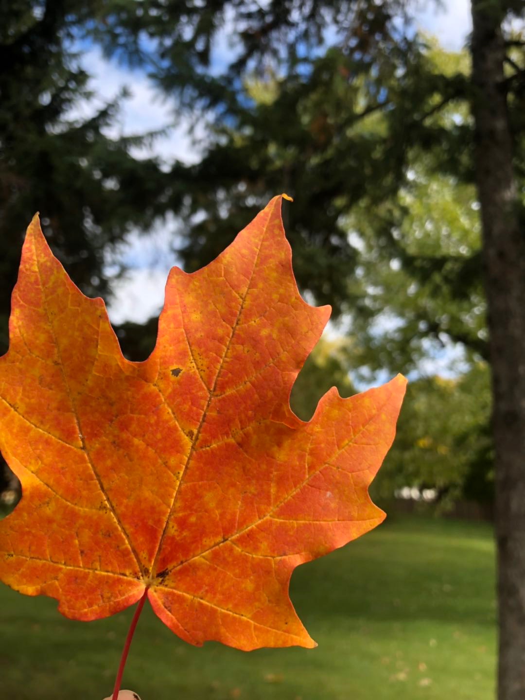 加拿大留学中介哪个靠谱,留学加拿大中介前十名