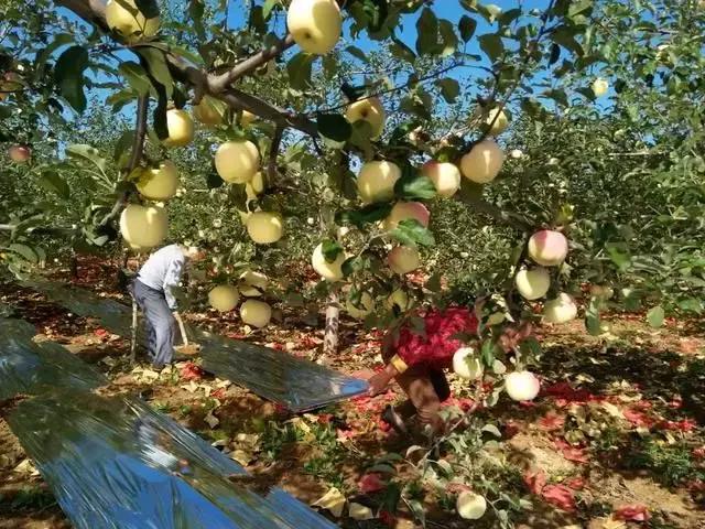 苹果脱袋后的管理,苹果摘袋后管理技巧