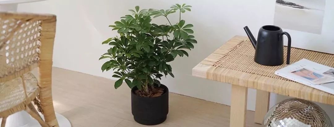 室内养的吸毒植物,20种吸毒花除甲醛